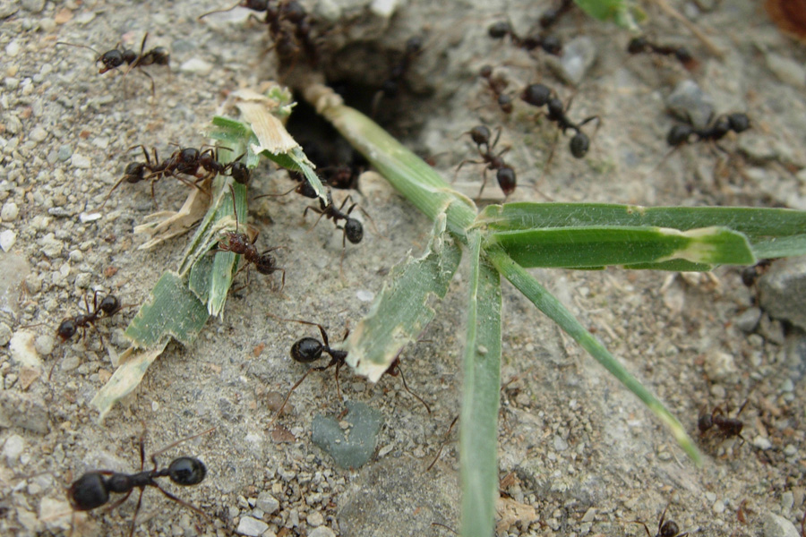Camponotus cfr. ligniperda